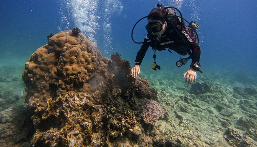 Nha Trang to suspend scuba tours to protect coral reefs